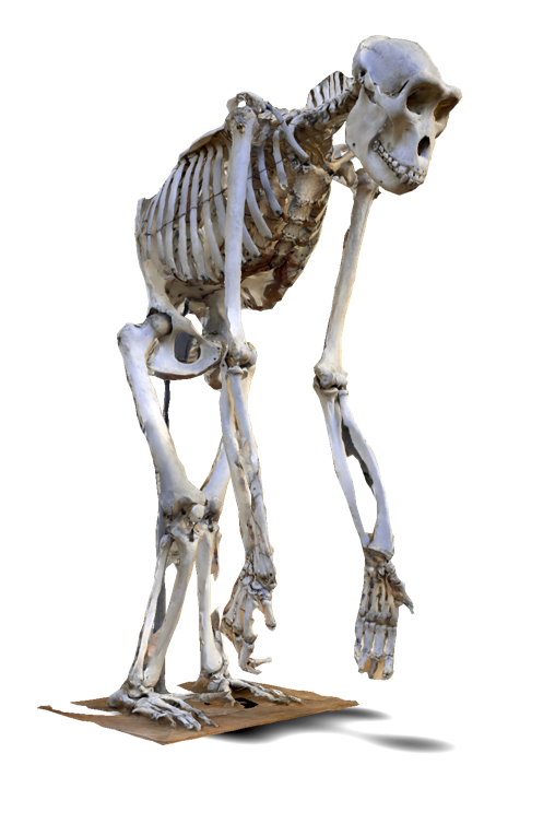 3D scanning for paleontology hero image